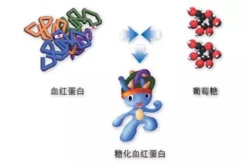红细胞寿命测定有助于血糖监控效果的精准评估