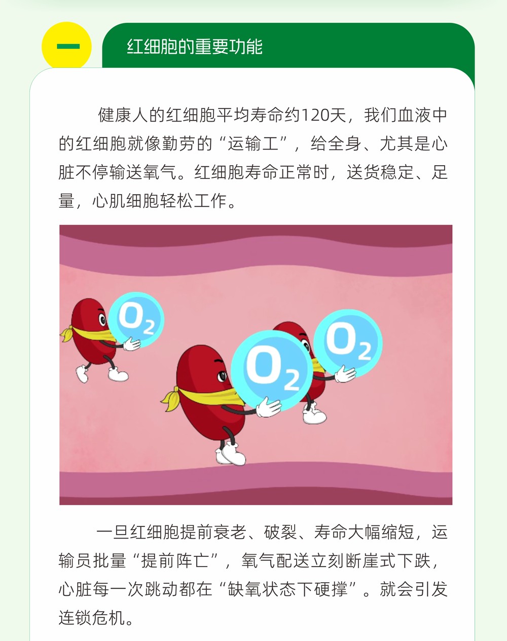 B3关注红细胞寿命，降低猝死风险_03